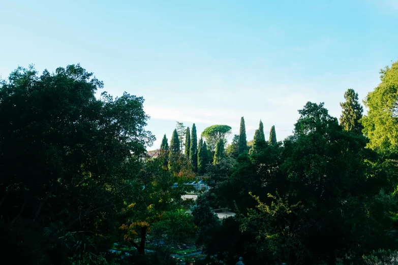 trees and plants surround a small pond