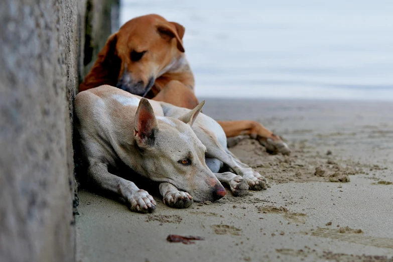 a brown and white dog laying on the sand