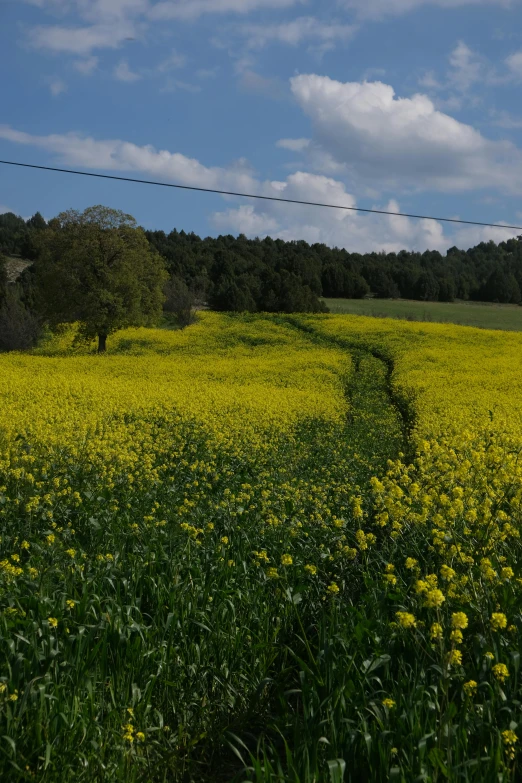 there is a man standing in a yellow field