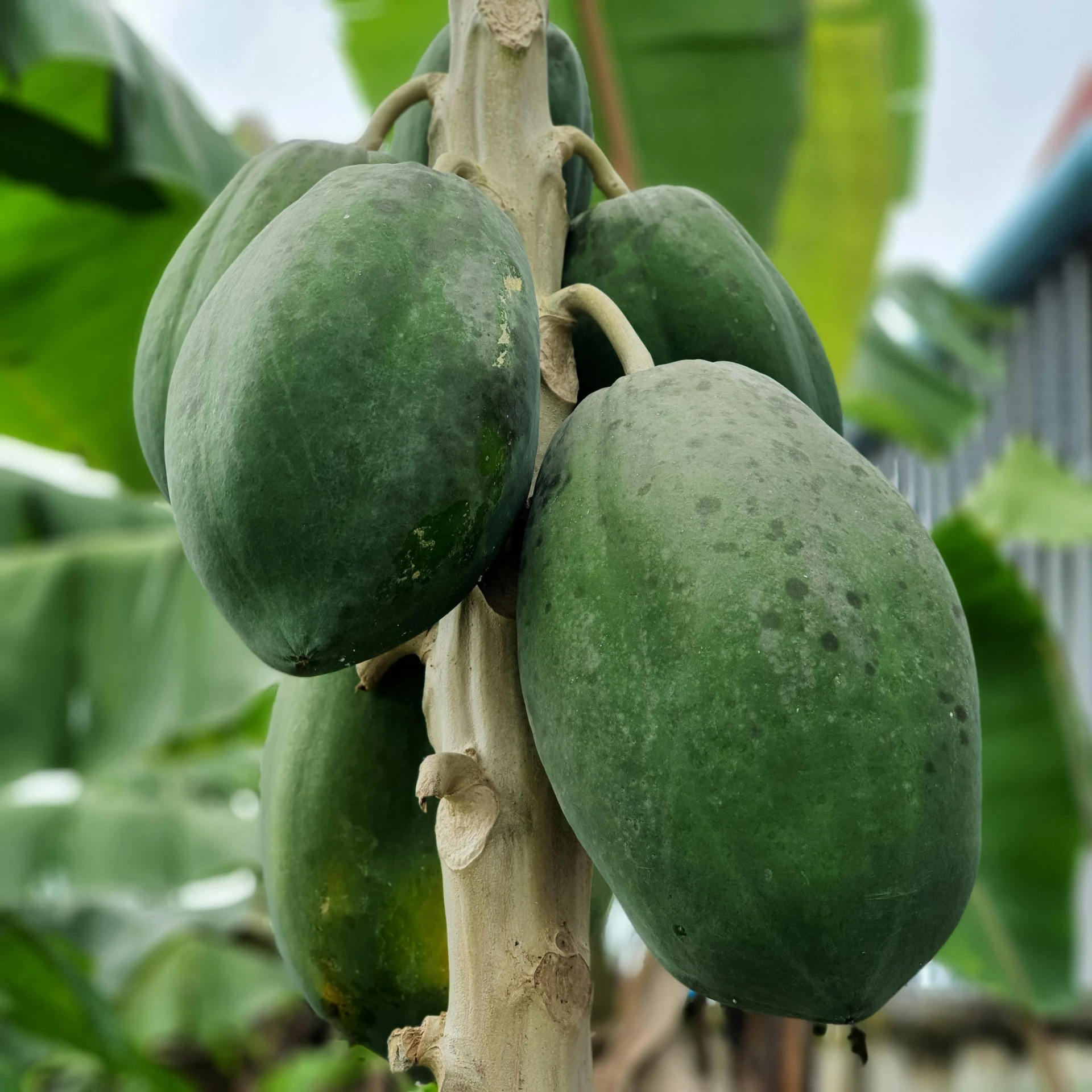 a closeup of some fruit on a plant