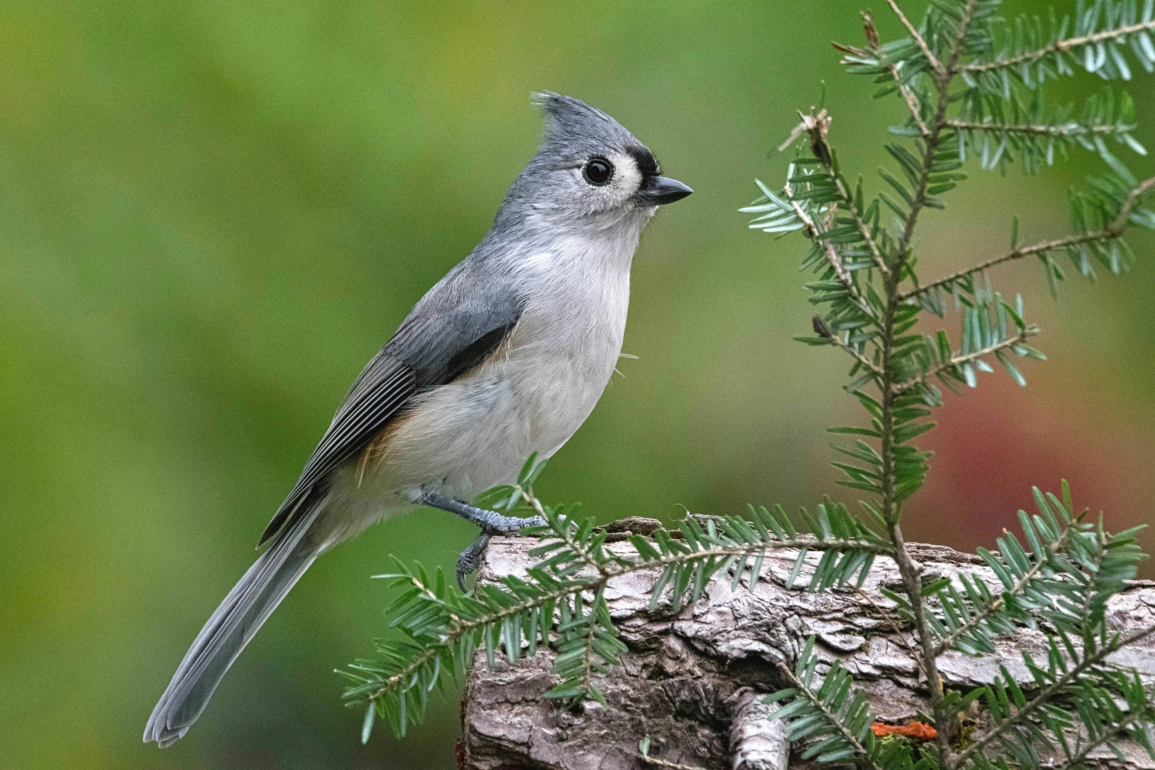 this is a bird sitting on top of a tree nch