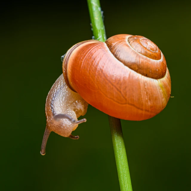 a couple of large snails sitting on a green plant