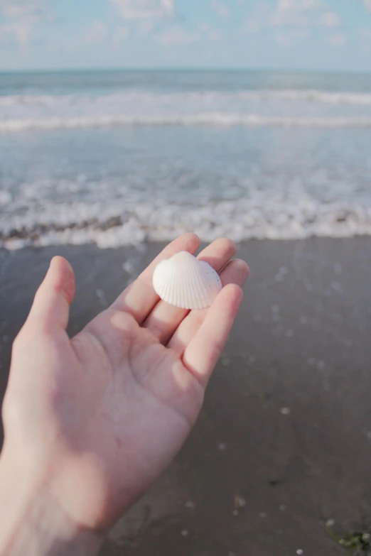 a hand is holding a sea shell near the ocean