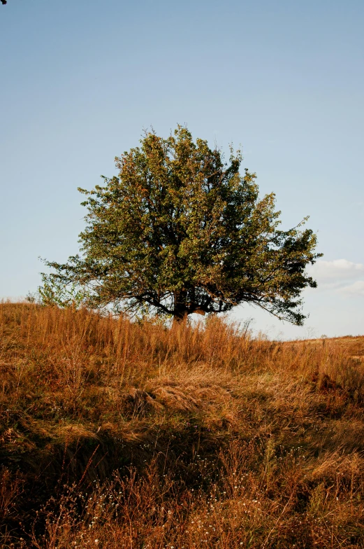 a lone tree in an open field with a blue sky