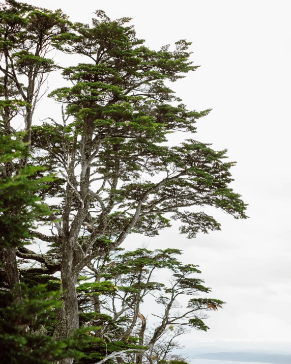 a single giraffe walking near a tree