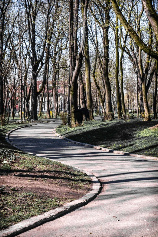 a winding street lined with trees lined with dirt