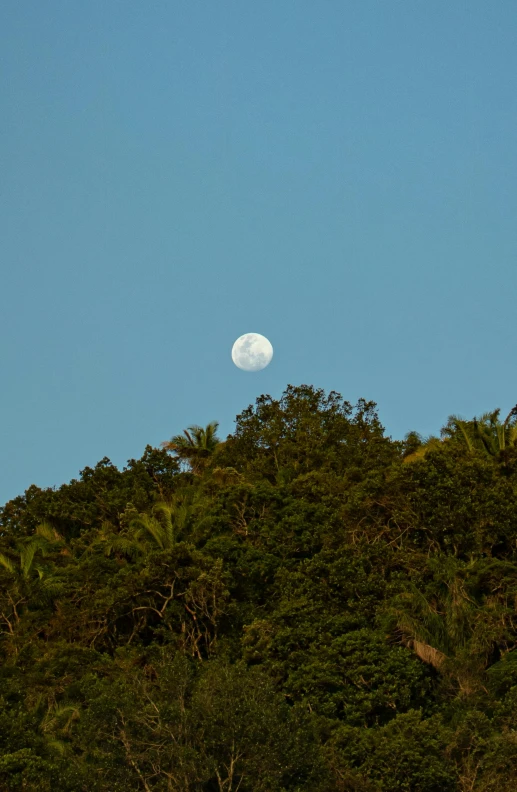 there is a moon shining above the trees