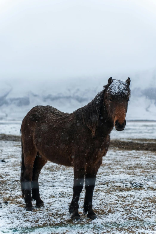 a brown horse standing in the middle of snow covered field