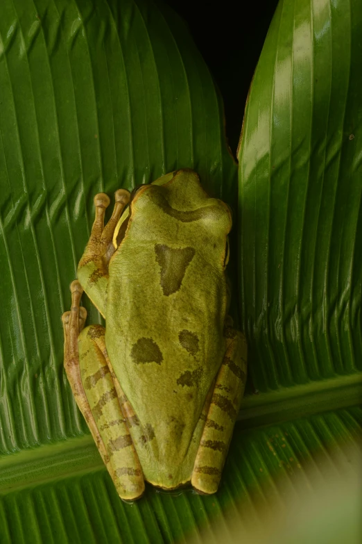 a close - up view of a green frog sitting on a green leaf