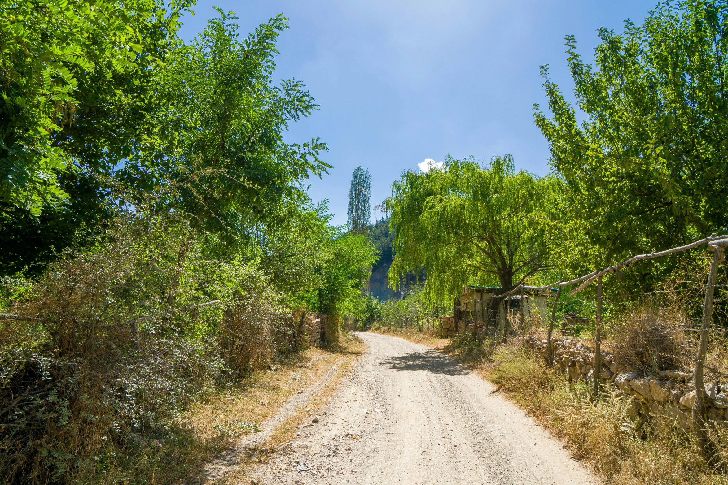 a dirt road with trees around it and a sign on it