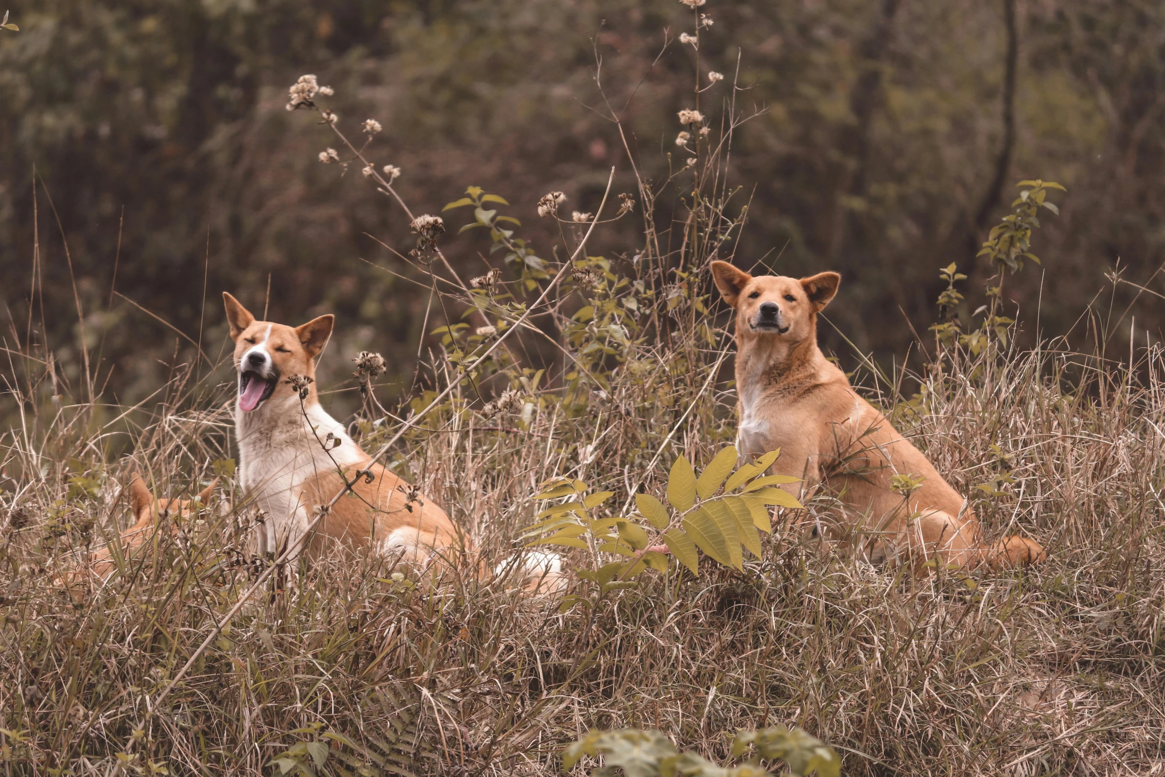 two brown and white dogs sitting in tall grass