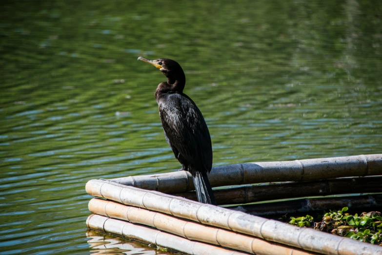 an adult brown water bird perches on bamboo bars