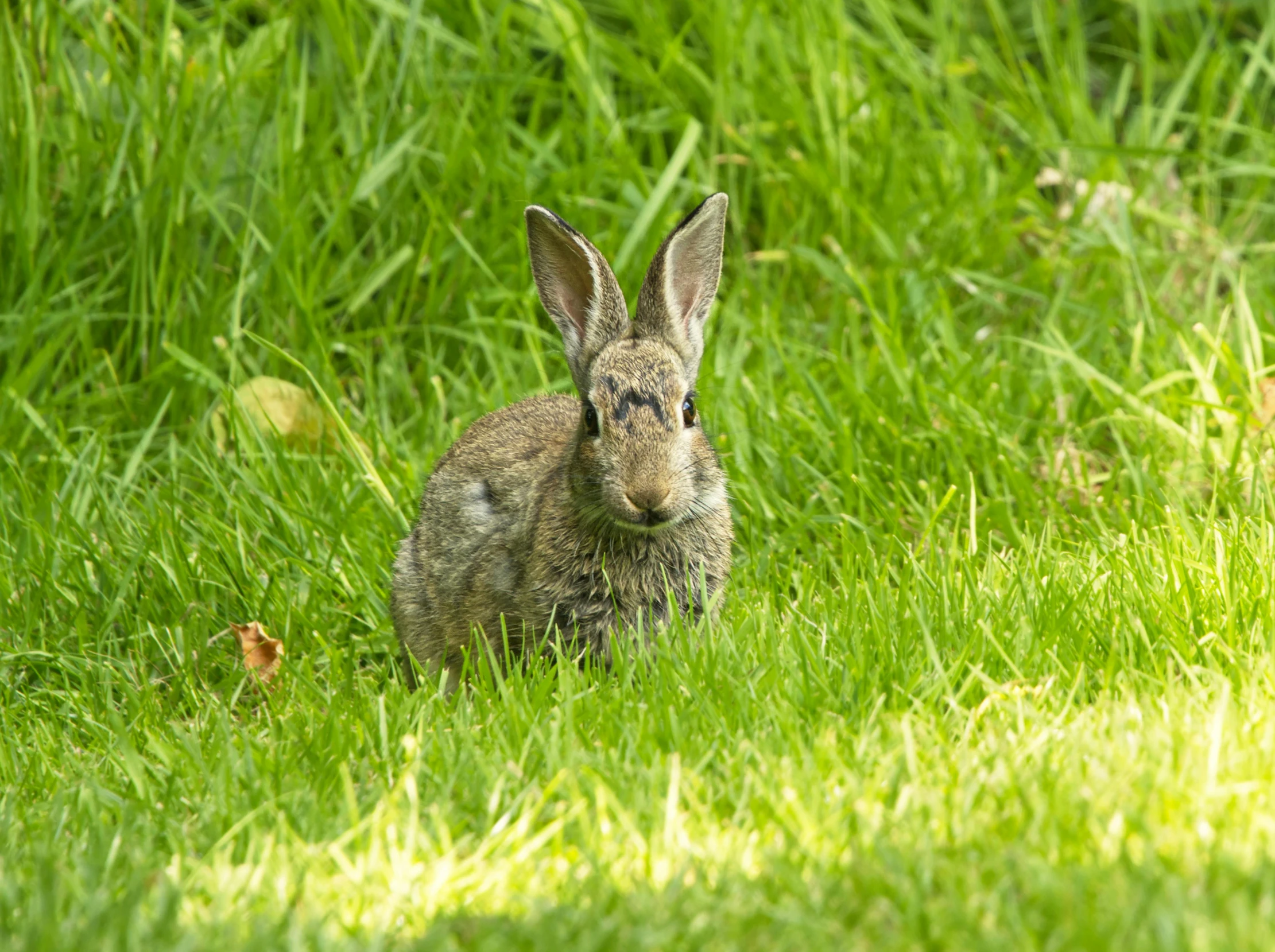 an adult rabbit laying in a grass field