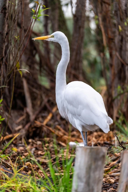 a white egret is perched on a log in the woods