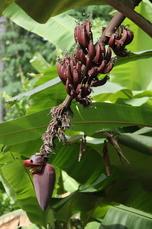 a bunch of ripe and unripe bananas hang from a tree