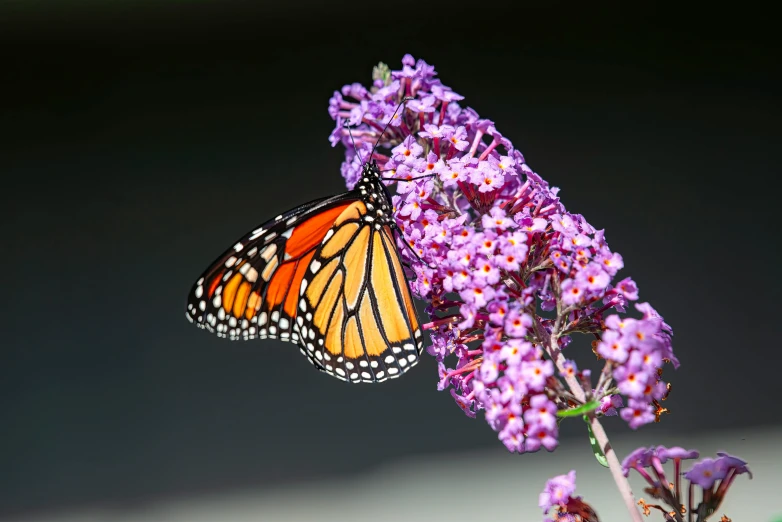 there is a monarch erfly sitting on some flowers