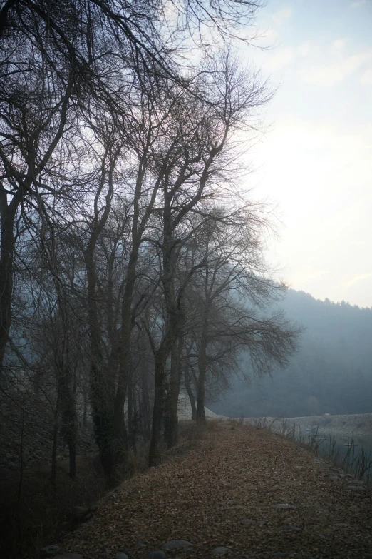 there are many trees and a trail near the woods