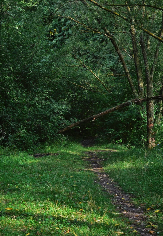 a dirt road running through the forest