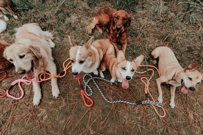 five dogs tied up in a field with their tongue out