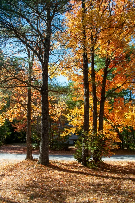 there are many leaves on the ground at this park