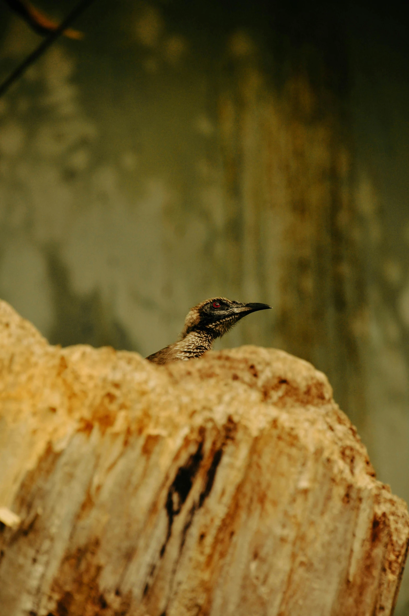 a hummingbird perches on top of a wooden pole