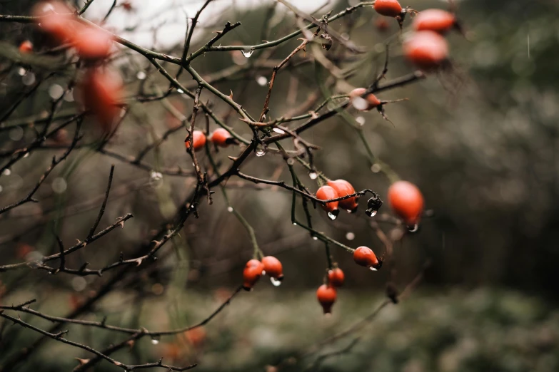 small red fruits are growing on the nch of a tree