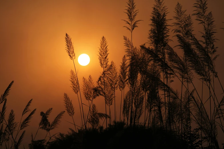 tall grasses are silhouetted against the setting sun
