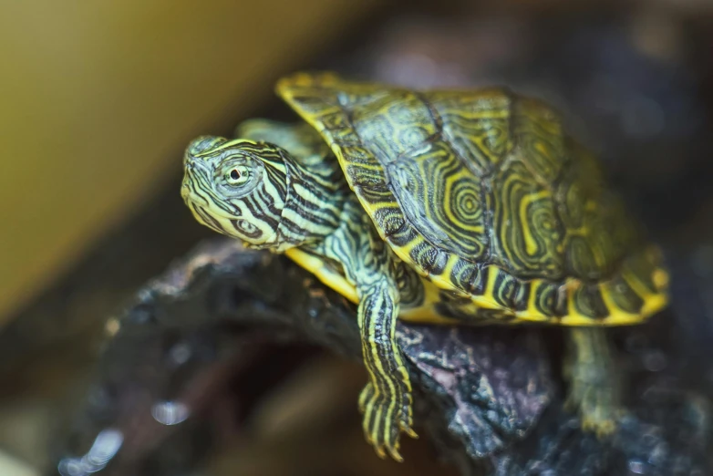 a turtle is sitting on top of a piece of wood