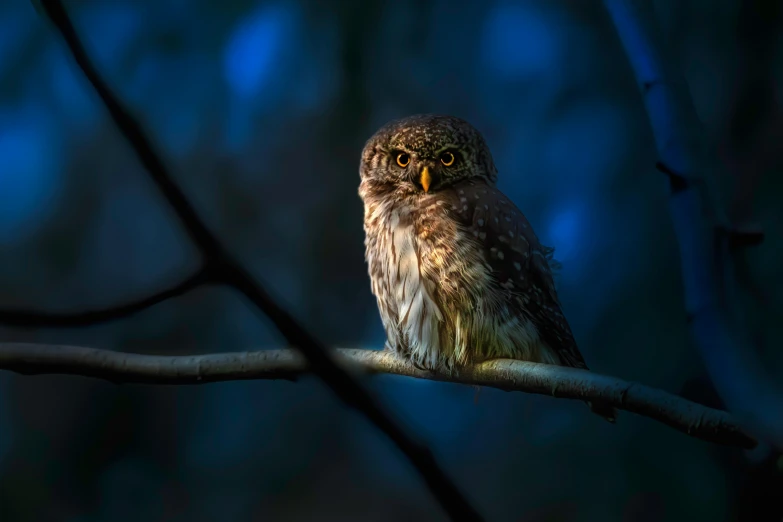 an owl perched on top of a tree nch at night