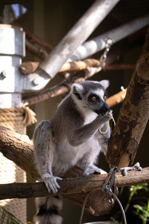 a lemurt with a long yellow ring around its mouth perches on a nch