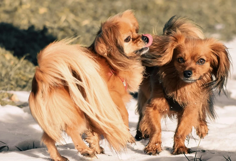 two small dogs walking in the snow next to each other