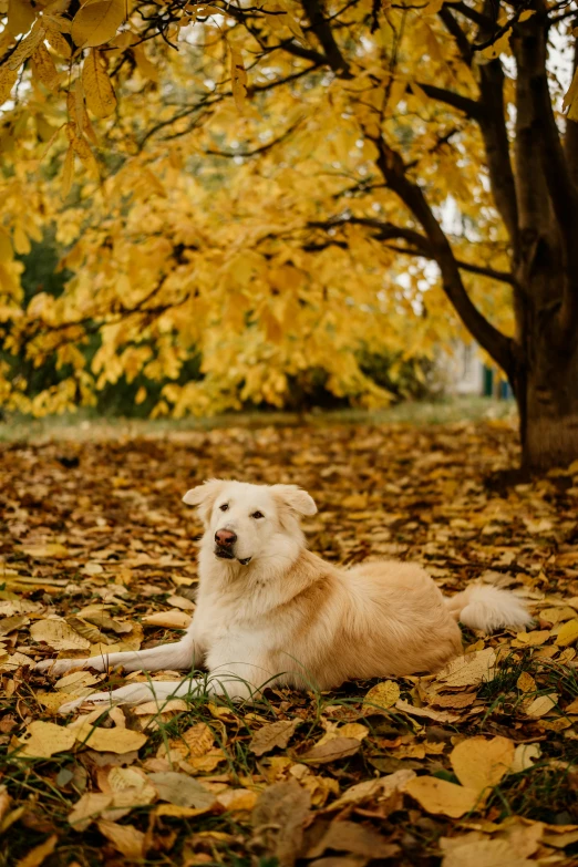 dog lying down among leaves on the ground