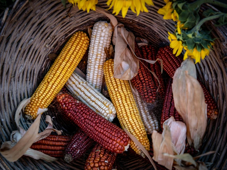 corn, corn kernels, and sunflower seeds in a wicker basket