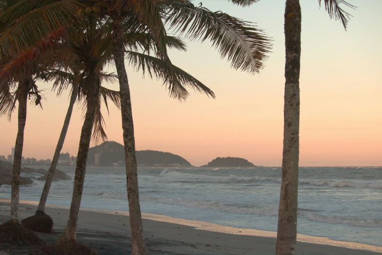 two palm trees are on a beach by the ocean