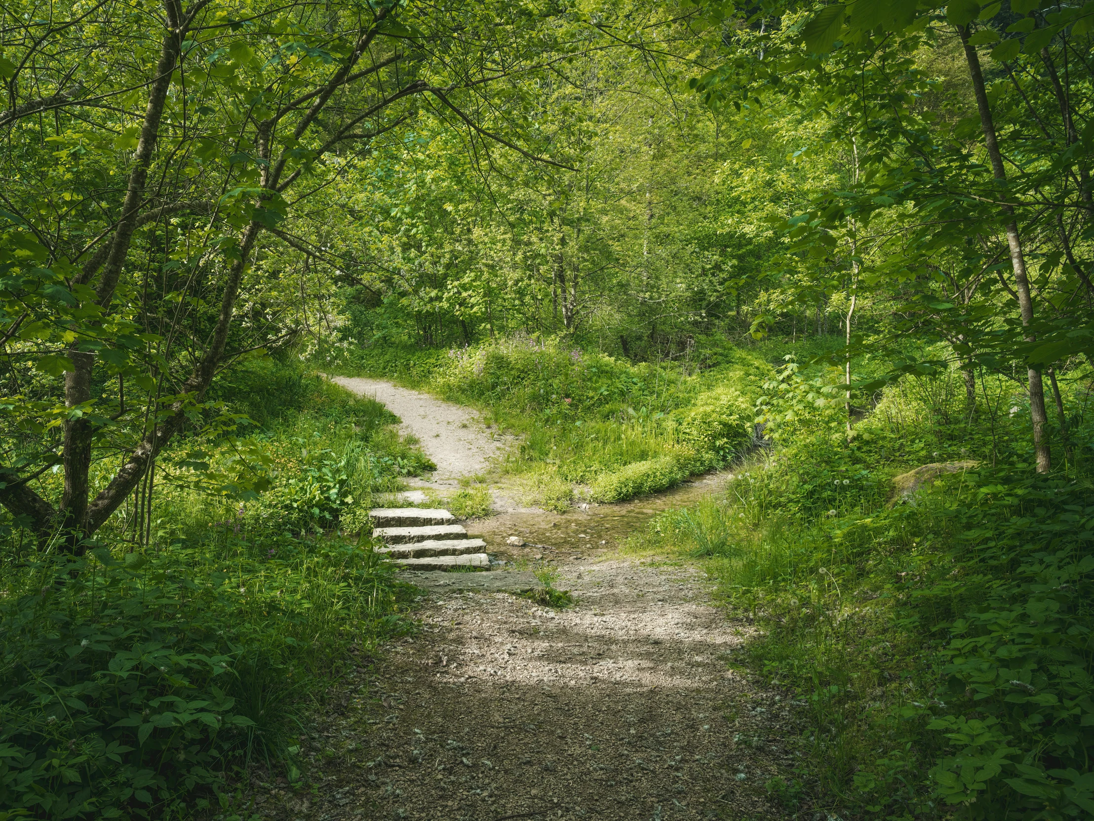 a gravel trail with a wooden bench leading into the woods