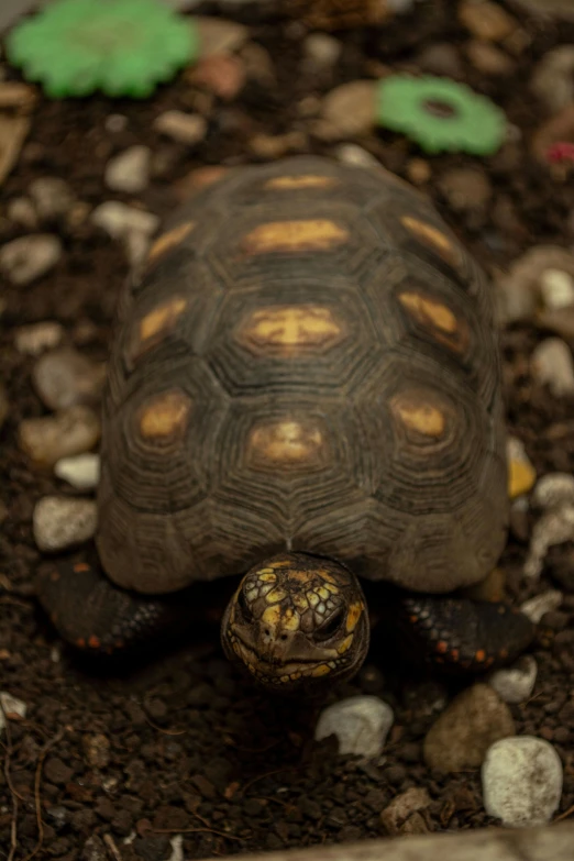 a small turtle that is laying down on the ground