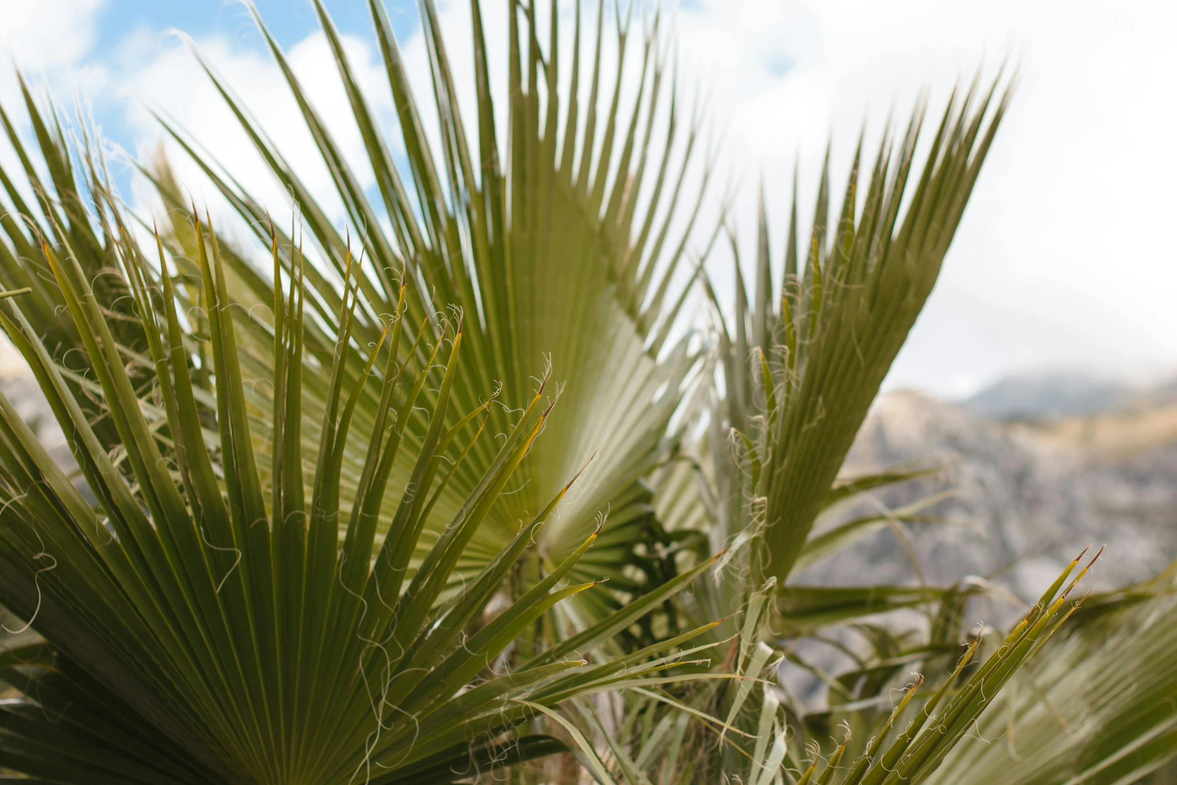 closeup of some palm trees and clouds in the background