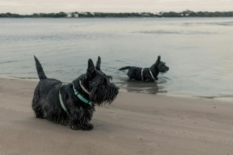 two small black dogs playing on the beach