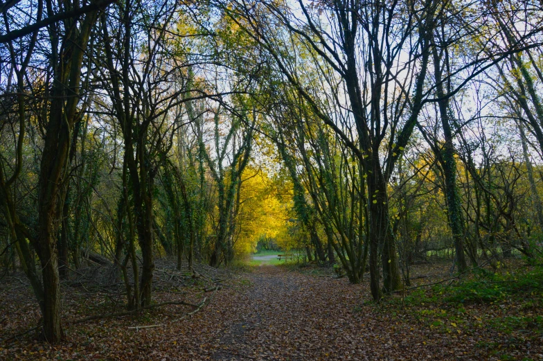 the forest is lined with tree trunks and fall foliage