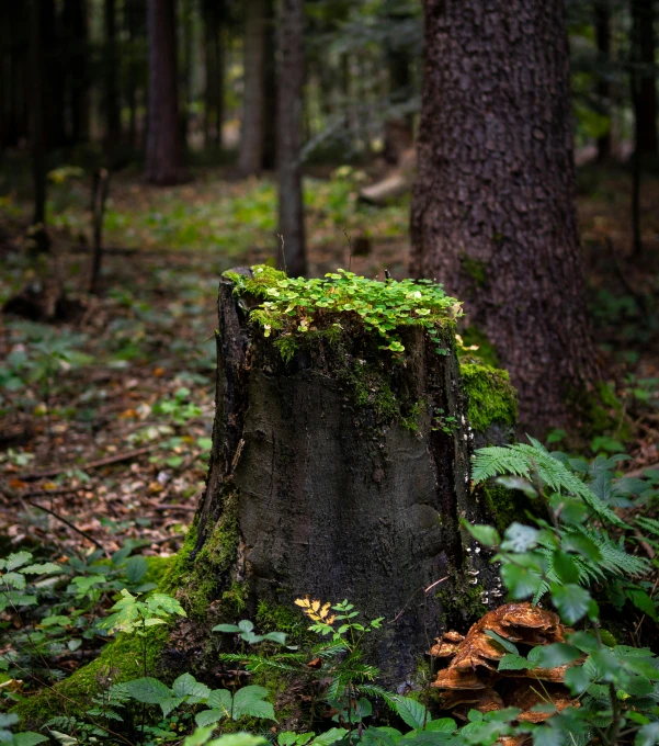 a very big tree stump in the middle of a forest