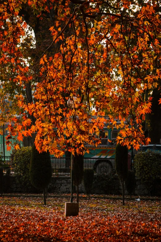 a large tree with orange leaves surrounding it