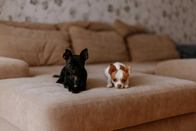 a small dog sitting on top of a couch