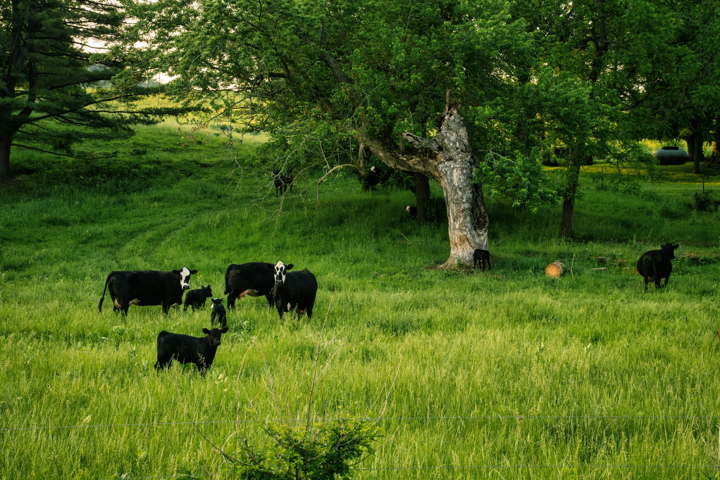 cattle in a grassy field with a tree in the background