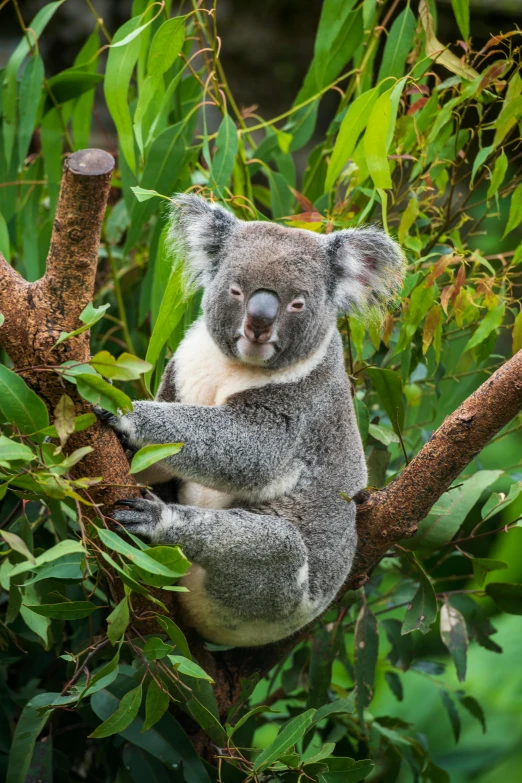 a koala in a tree with leaves