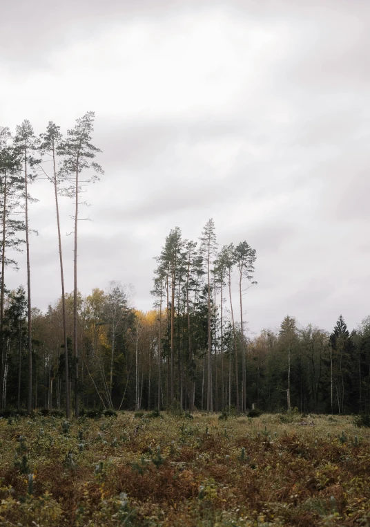 an empty field in front of a forest with trees