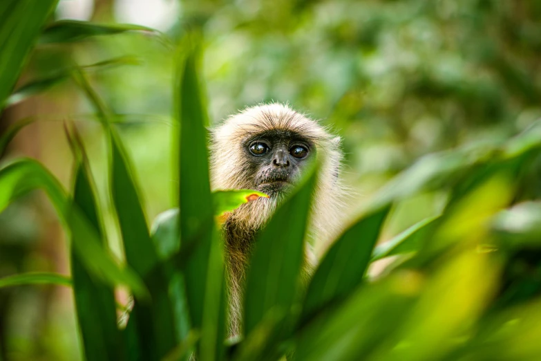 a small monkey is sitting on some leaves