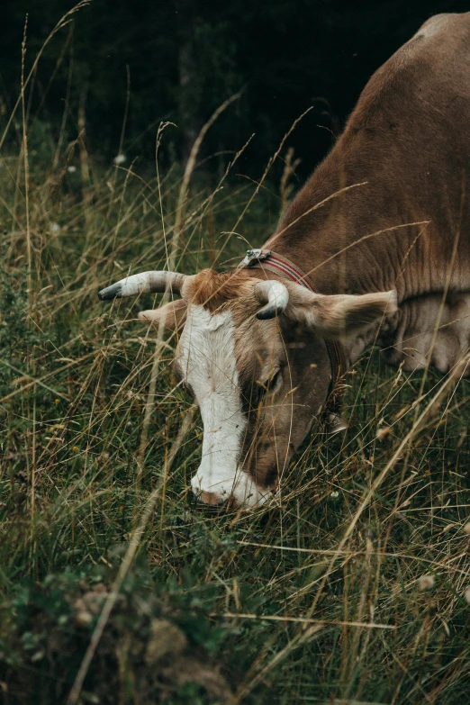 brown and white cow standing in tall grass