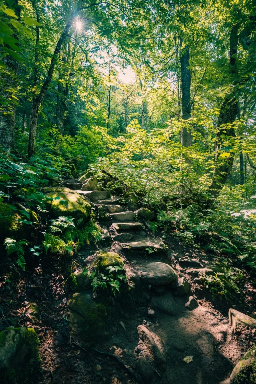 a trail running through a forest with many trees