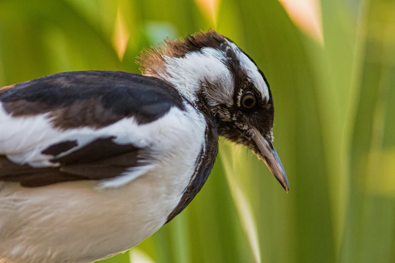 a close up of a bird standing outside