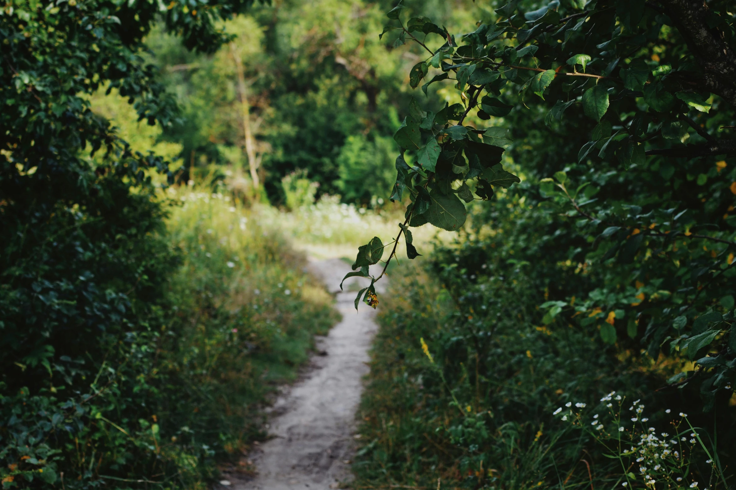 an area that is very lush and green